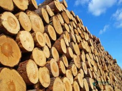 板式龍骨體育場地地板安裝公司