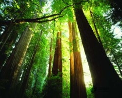 哪有籃球場木地板品牌