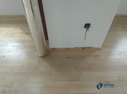 專業籃球體育木地板施工